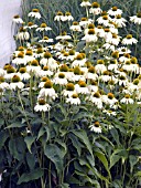 ECHINACEA PURPUREA TALENT WHITE