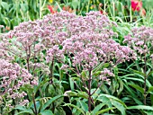 EUPATORIUM PURPUREUM GATEWAY