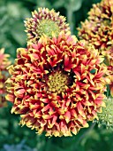 GAILLARDIA SUNDANCE BICOLOR