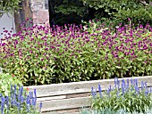 GOMPHRENA GLOBOSA GNOME PURPLE IN RAISED BED.