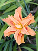 HEMEROCALLIS FULVA