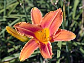 HEMEROCALLIS LADY LUCILLE