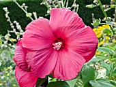 HIBISCUS MOSCHEUTOS RED