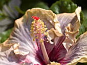 HIBISCUS ROSA SINENSIS GATOR PRIDE