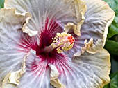 HIBISCUS ROSA SINENSIS GATOR PRIDE