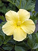 HIBISCUS ROSA SINENSIS BUTTERFLY