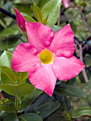 MANDEVILLA ALICE DUPONT