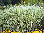 MISCANTHUS SINENSIS VARIEGATA