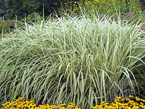 MISCANTHUS_SINENSIS_VARIEGATA