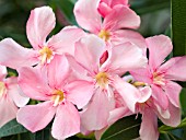 NERIUM OLEANDER PINK