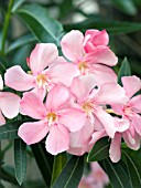 NERIUM OLEANDER PINK