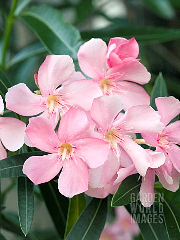 NERIUM_OLEANDER_PINK