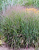 PANICUM VIRGATUM SHENANDOAH