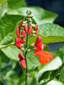 PHASEOLUS COCCINEUS (RUNNER BEAN FLOWERS)