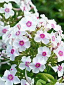 PHLOX PANICULATA EVA CULLUM