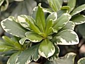 PITTOSPORUM TOBIRA VARIEGATA