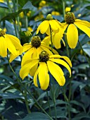 RUDBECKIA HERBSTONNE