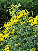 RUDBECKIA SUBTOMENTOSA