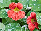 TROPAEOLUM MAJUS ALASKA