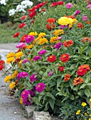 ZINNIA ELEGANS MIX