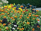 ZINNIA ELEGANS SWIZZLE SCARLET YELLOW