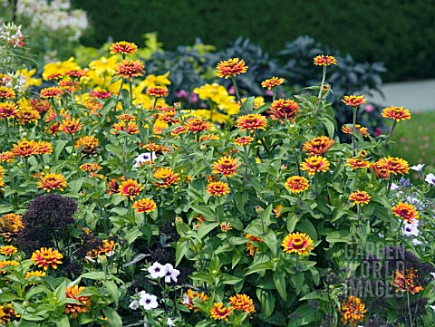 ZINNIA_ELEGANS_SWIZZLE_SCARLET_YELLOW