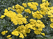 ACHILLEA MOONSHINE