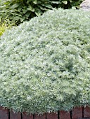 ARTEMISIA SCHMIDTIANA