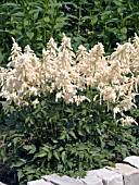 ASTILBE DEUTSCHLAND