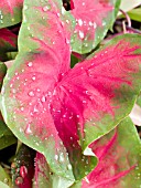 CALADIUM POSTMAN JOYNER