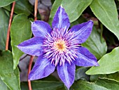 CLEMATIS MULTI BLUE