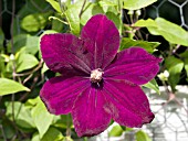 CLEMATIS ROUGE CARDINAL