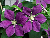 CLEMATIS WARSAW NIKE