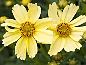 COREOPSIS CREME BRULEE