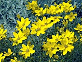 COREOPSIS GOLDEN SHOWERS