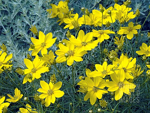 COREOPSIS_GOLDEN_SHOWERS