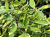 CORNUS ALBA GOUCHAULTII