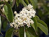 CORNUS RACEMOSA