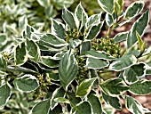 CORNUS SERICEA SILVER AND GOLD