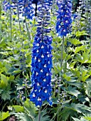 DELPHINIUM KING ARTHUR