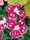 DIANTHUS SPANGLED STAR