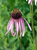 ECHINACEA PALLIDA