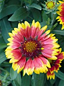 GAILLARDIA GOBLIN