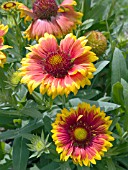 GAILLARDIA GOBLIN