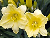 HEMEROCALLIS HAPPY RETURNS