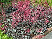 HEUCHERA SWIRLING FANTASY