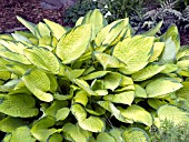 HOSTA GOLD STANDARD