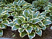 HOSTA QUEEN JOSEPHINE