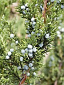 JUNIPERUS FRUIT