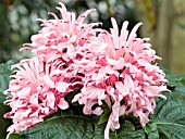 JUSTICIA CARNEA